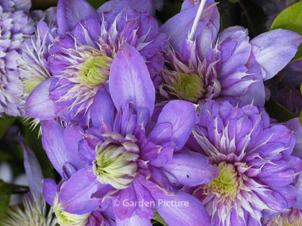 Clematis ‚Blue Light‘