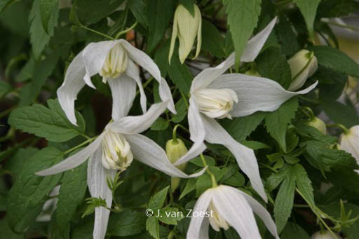 Clematis ‚Broughton Bride‘