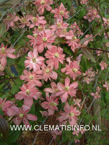 Clematis ‚Broughton Star‘