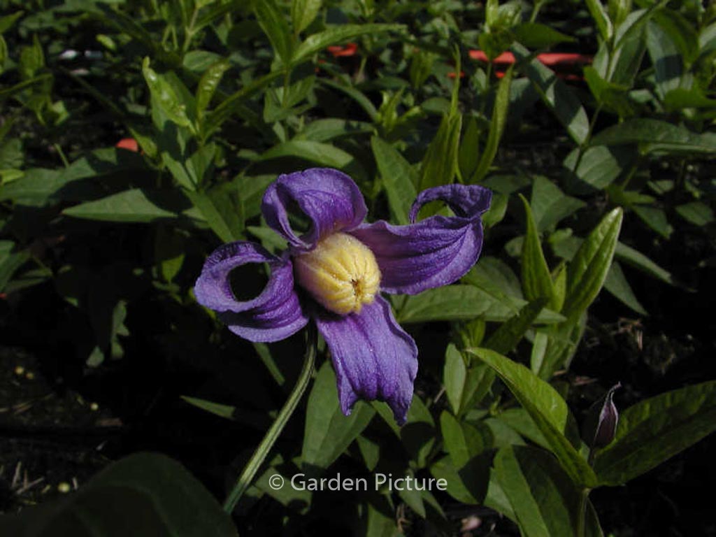 Clematis ‚Budapest‘