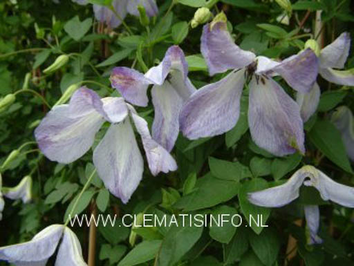 Clematis ‚Caerulea Luxurians‘