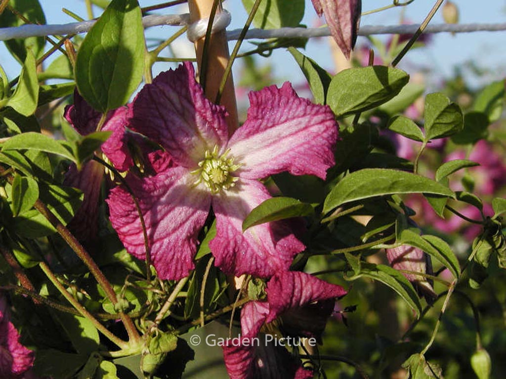 Clematis ‚Carmencita‘