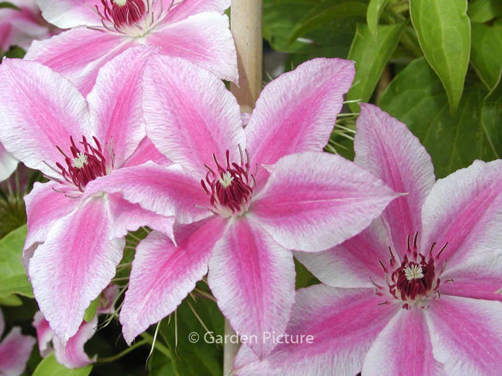 Clematis ‚Carnaby‘