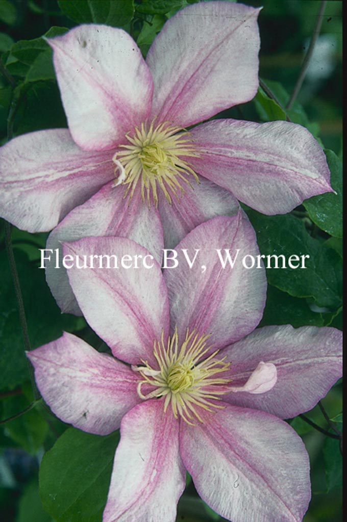 Clematis ‚Caroline‘