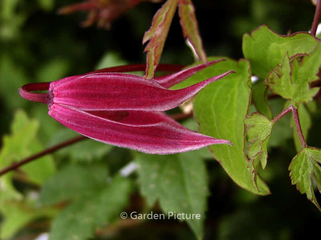 Clematis ‚Columella‘