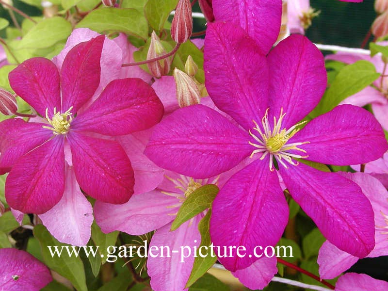 Clematis ‚Comtesse de Bouchaud‘