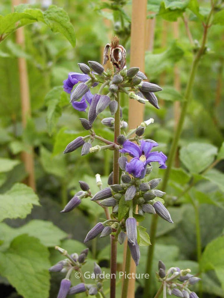 Clematis ‚Cote d’Azur‘
