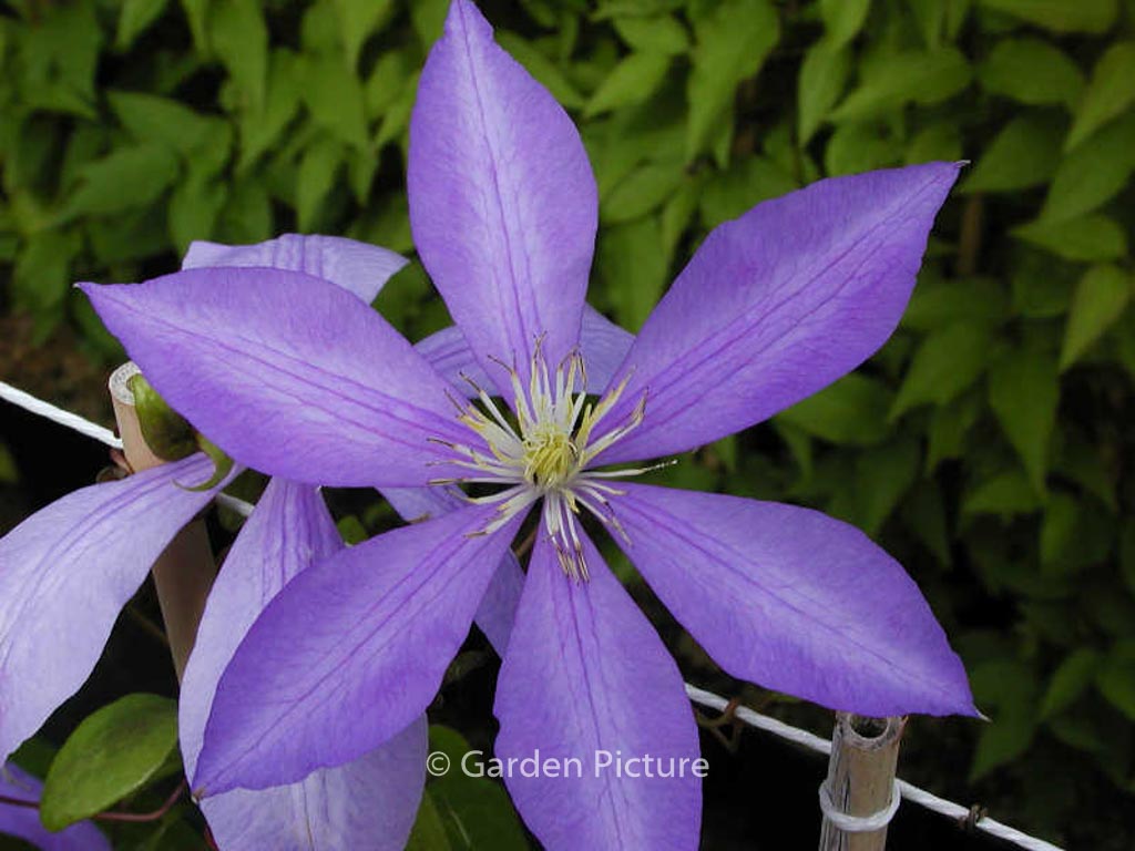 Clematis ‚Countess of Lovelace‘