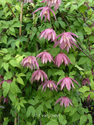 Clematis ‚Cragside‘