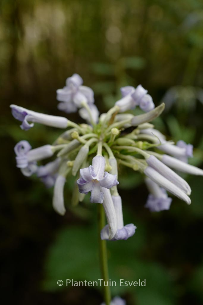 Clematis ‚Crepuscule‘