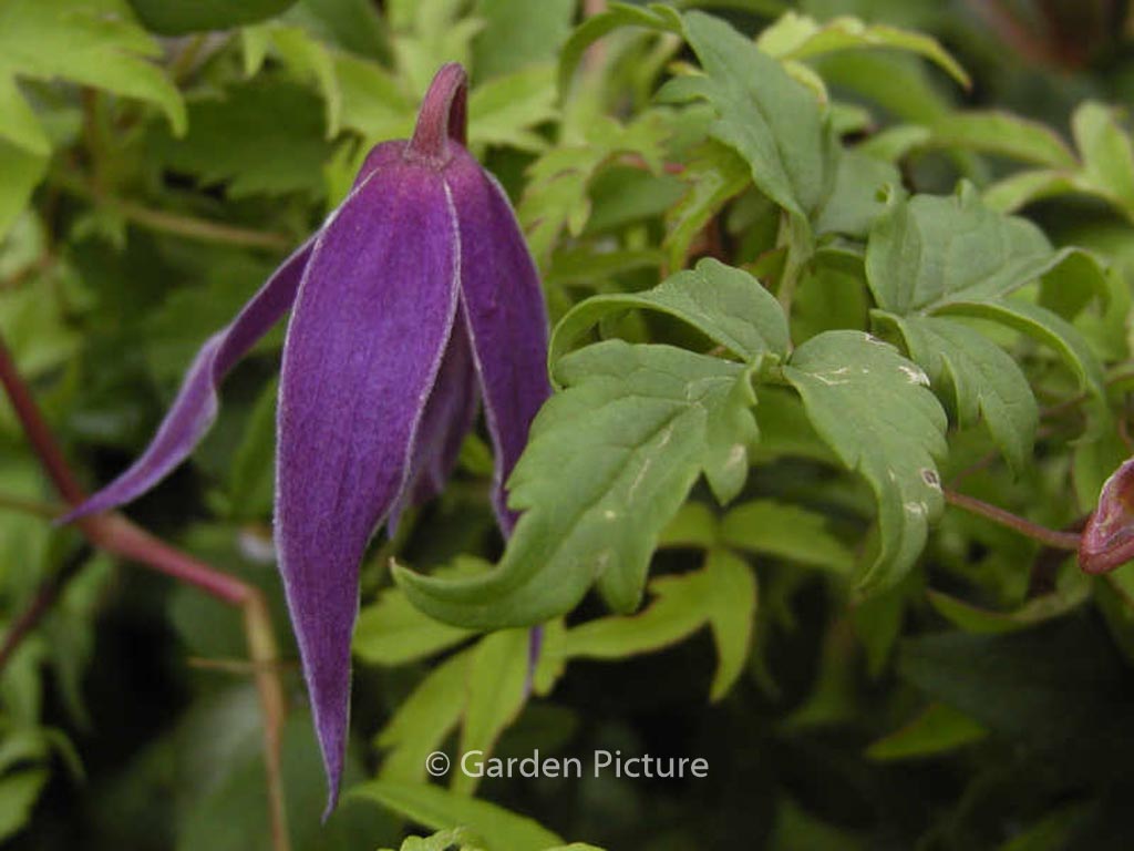 Clematis ‚Cyanea‘