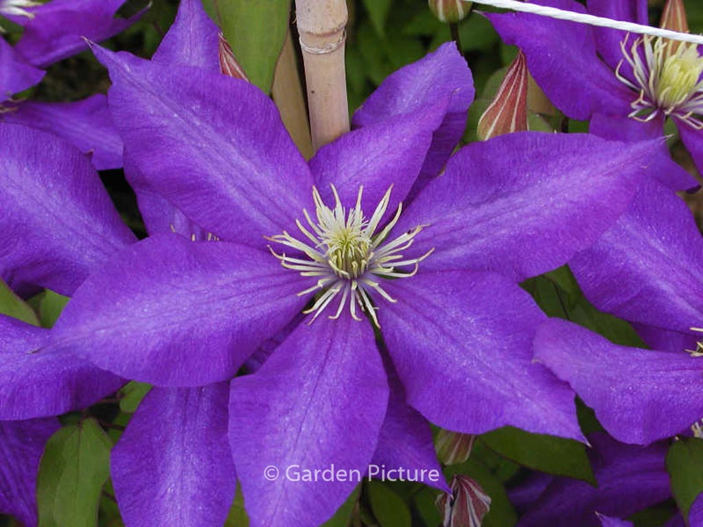 Clematis ‚Daniel Deronda‘