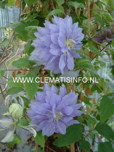 Clematis ‚Denny’s Double‘
