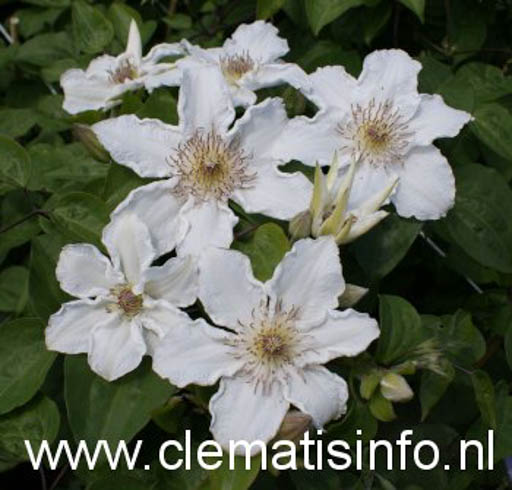 Clematis ‚Destiny‘