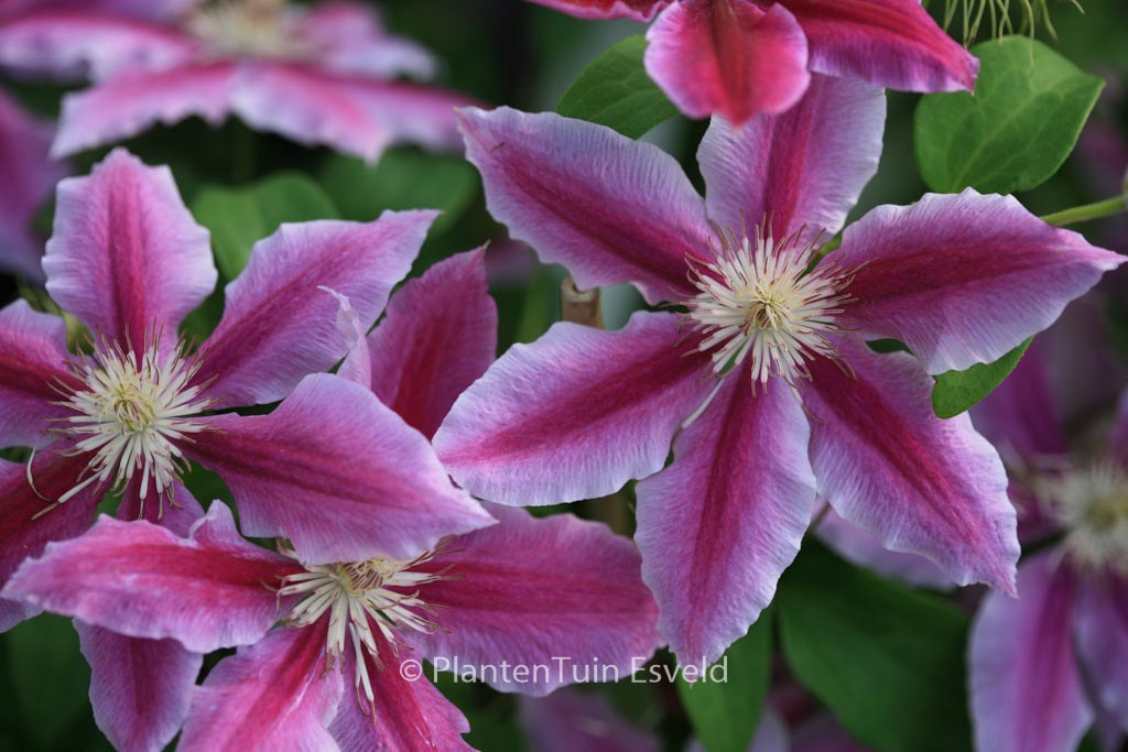 Clematis ‚Doctor Ruppel‘