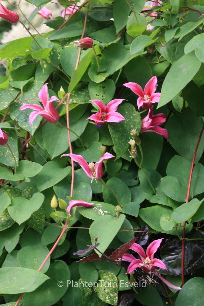 Clematis ‚Duchess of Albany‘