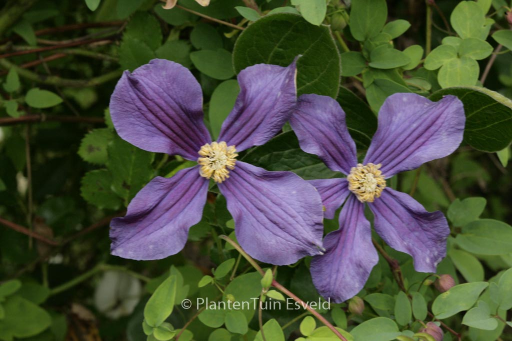 Clematis ‚Durandii‘