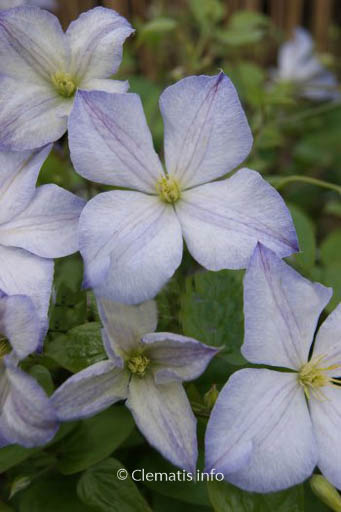 Clematis ‚Dutch Sky‘