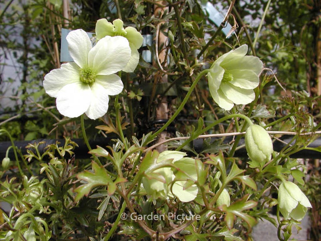 Clematis ‚Early Sensation‘