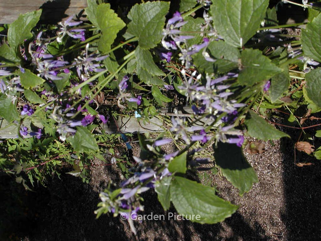 Clematis ‚Eclipse‘