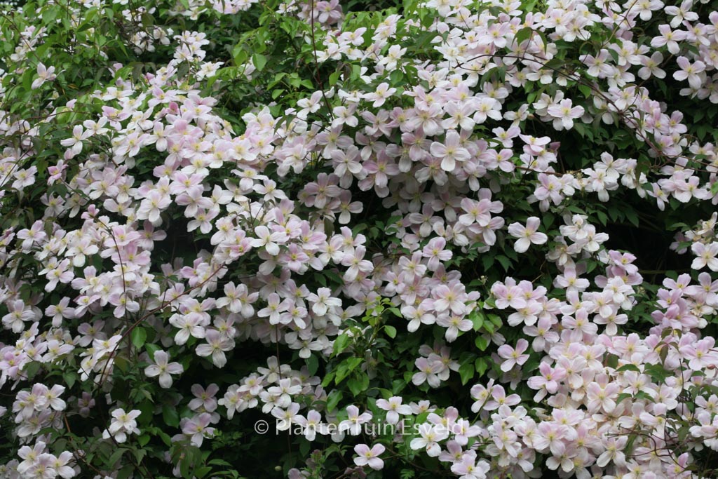 Clematis ‚Elizabeth‘