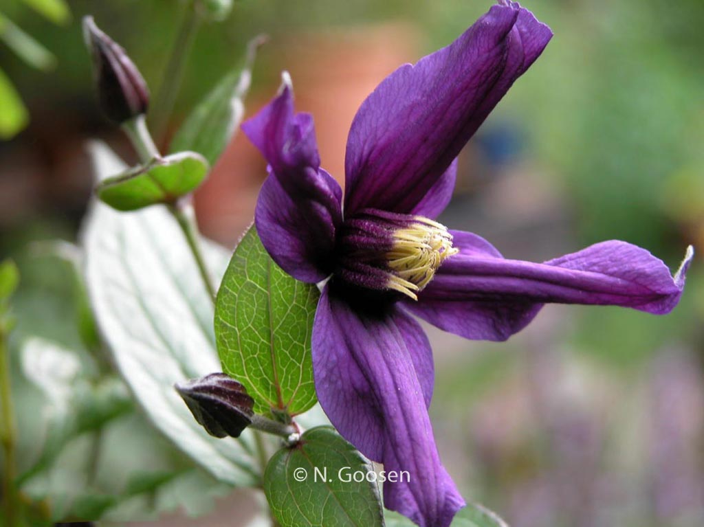 Clematis ‚Eriostemon‘