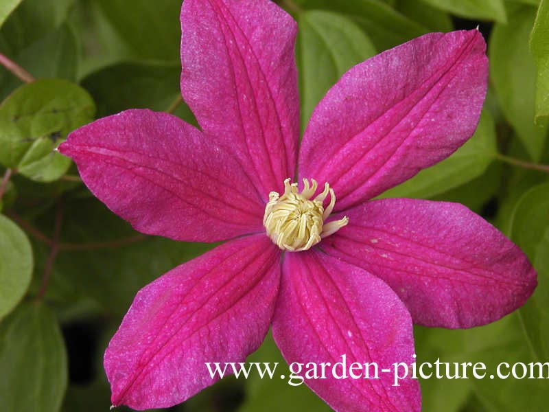 Clematis ‚Ernest Markham‘