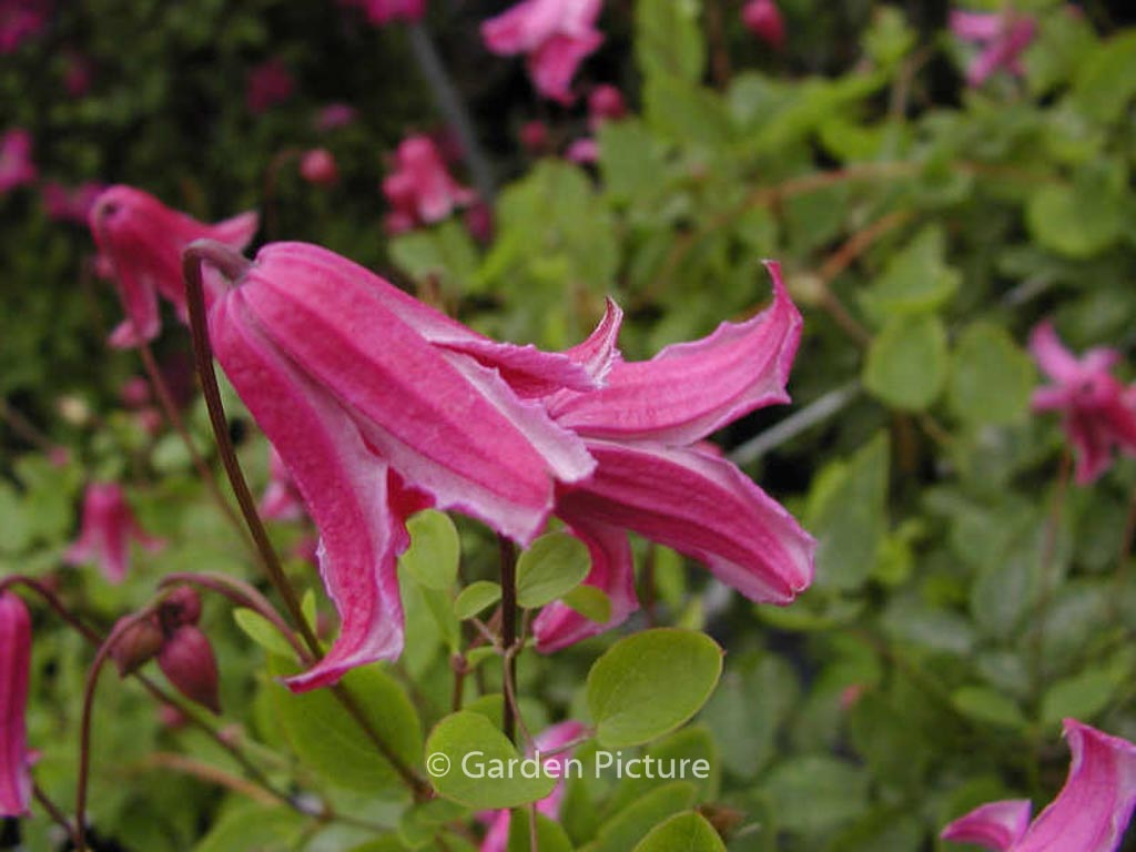 Clematis ‚Etoile Rose‘