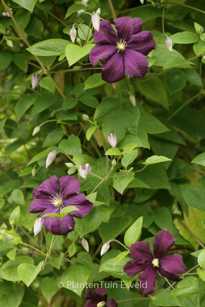 Clematis ‚Etoile Violette‘ (VIOLET STAR)