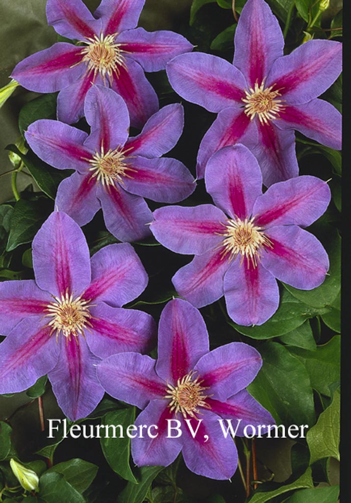 Clematis ‚Etoile de Malicorne‘