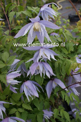 Clematis ‚Eximia‘