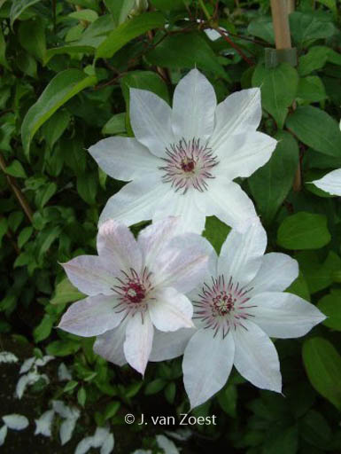 Clematis ‚Fair Rosamond‘