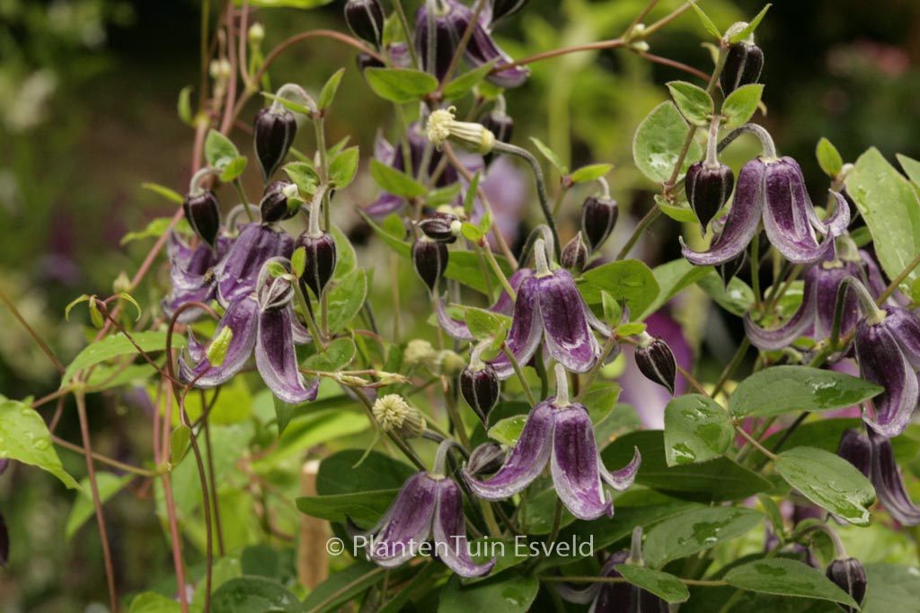 Clematis ‚Fascination‘