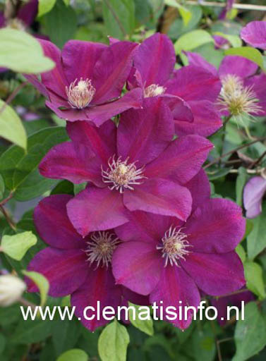 Clematis ‚Firefly‘