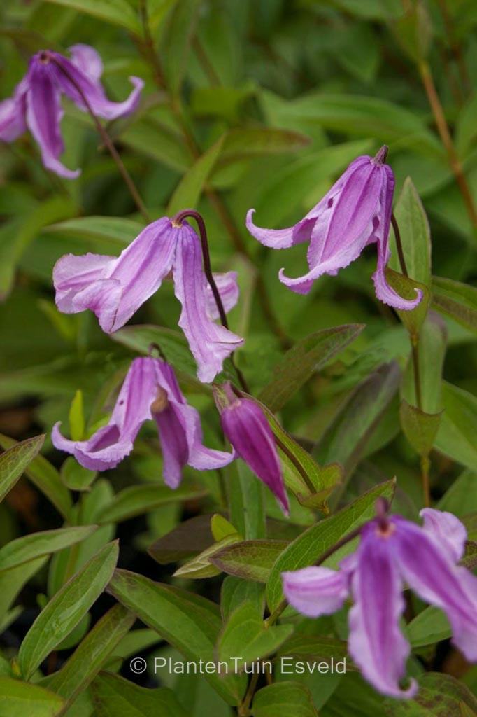 Clematis ‚Floris V‘