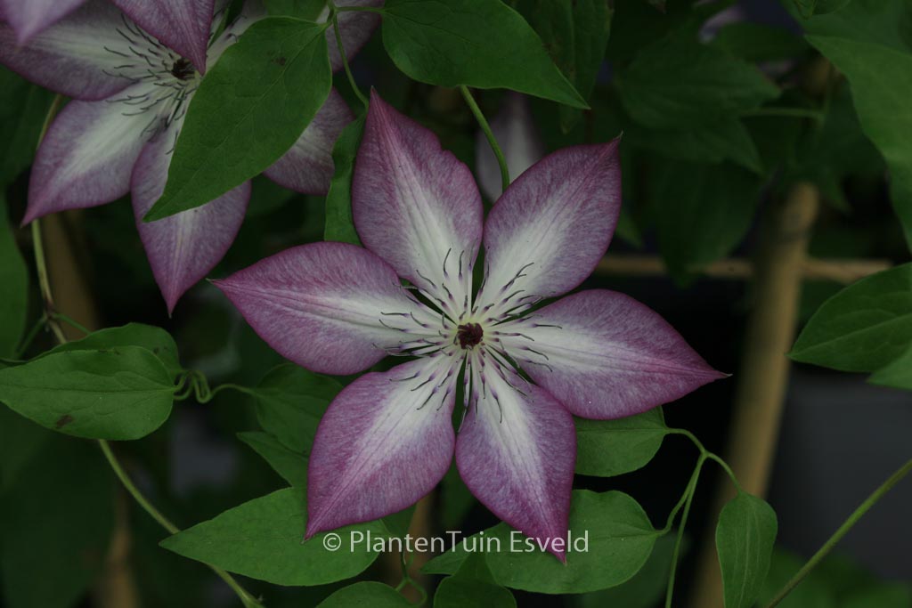 Clematis ‚Fond Memories‘ (SUCCESS)