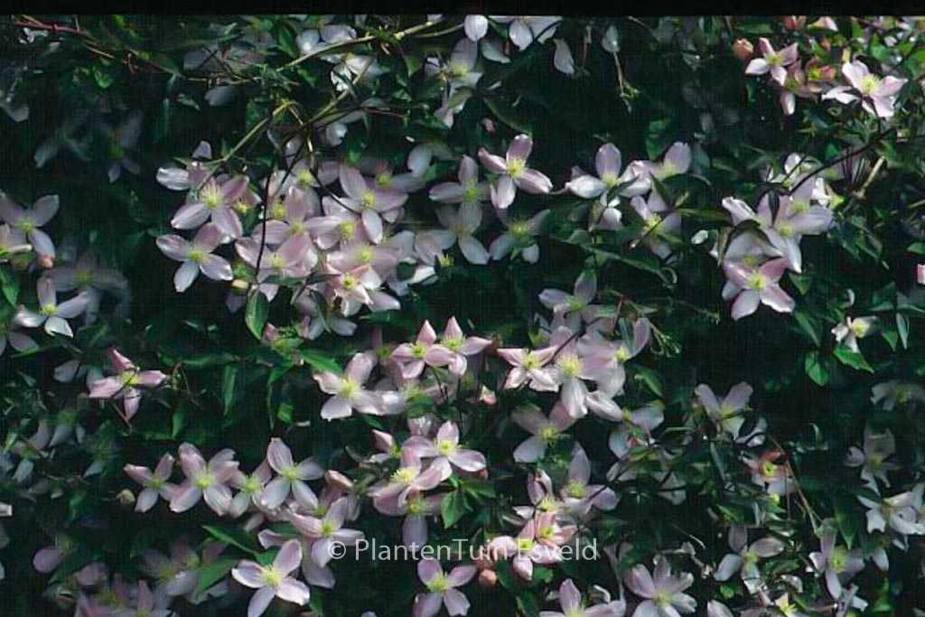 Clematis ‚Fragrant Spring‘