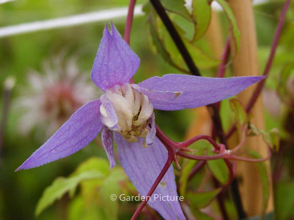 Clematis ‚Frances Rivis‘