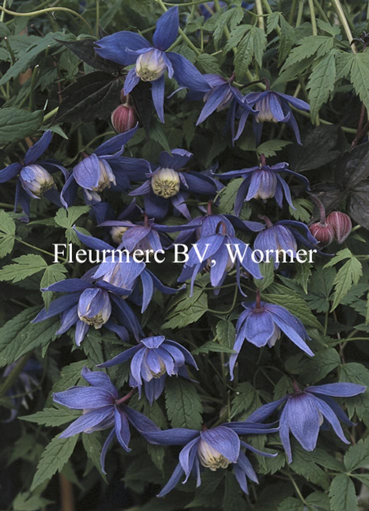 Clematis ‚Frankie‘