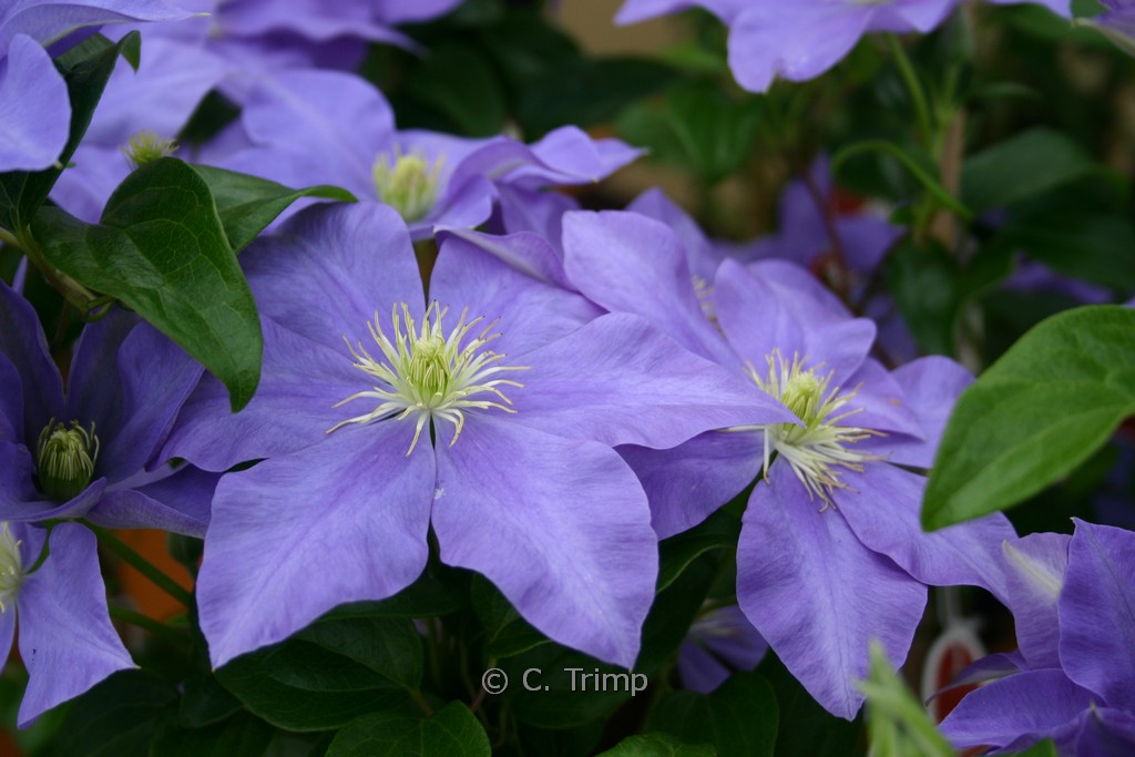 Clematis ‚Fujimusume‘
