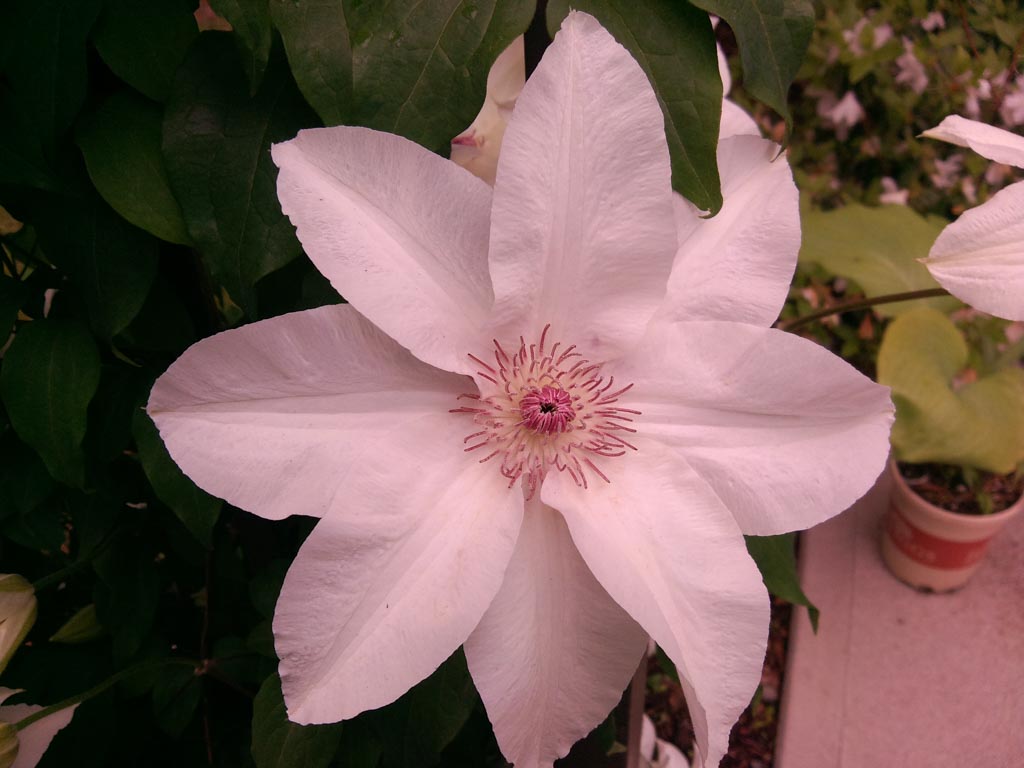 Clematis ‚Fuyu-no-tabi‘