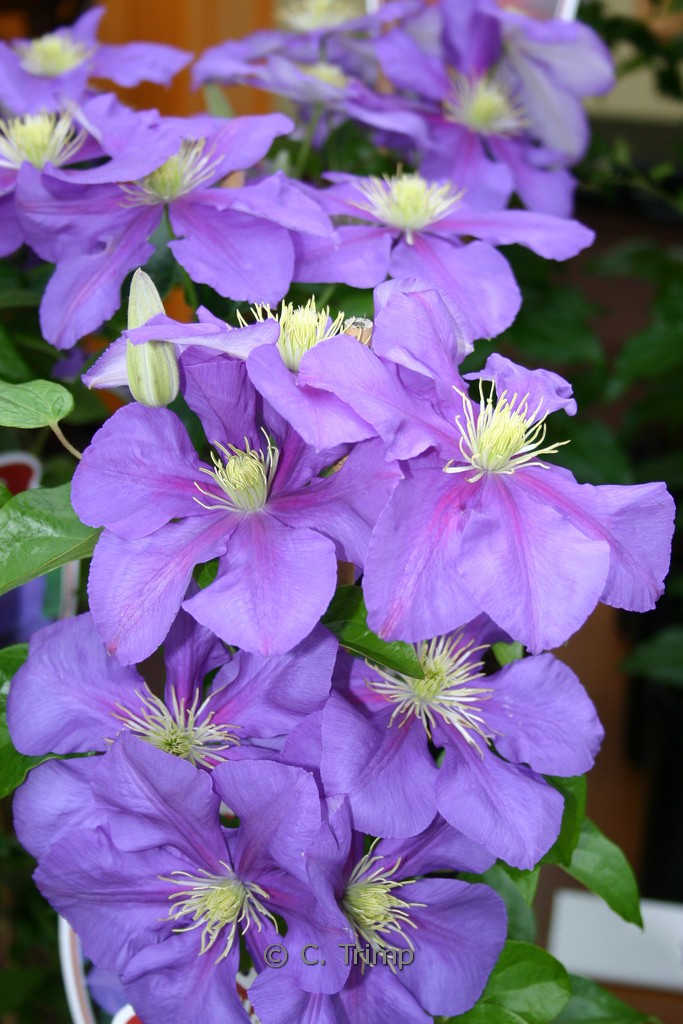 Clematis ‚General Sikorski‘