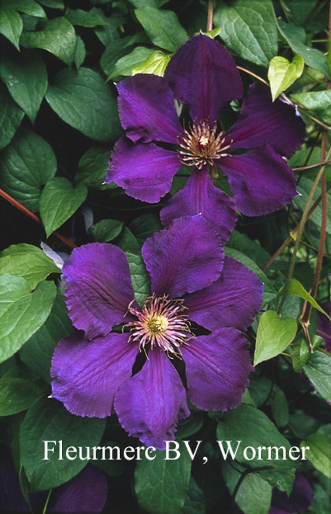 Clematis ‚Gipsy Queen‘