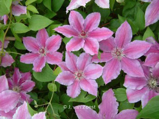 Clematis ‚Girenas‘