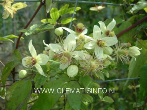 Clematis ‚Grace‘