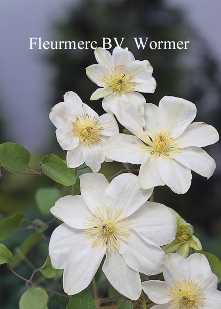 Clematis ‚Guernsey Cream‘