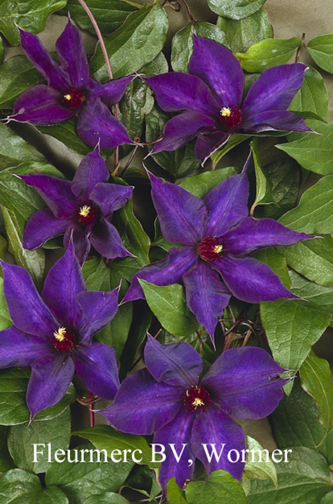Clematis ‚Guiding Star‘