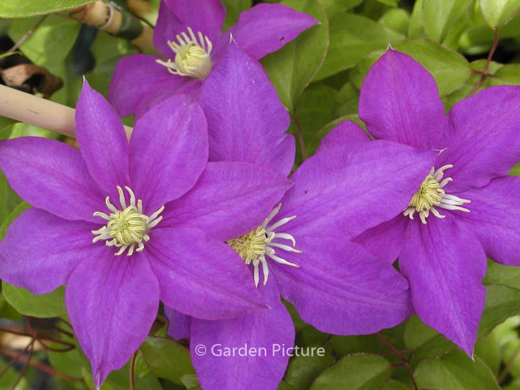 Clematis ‚H.F. Young‘