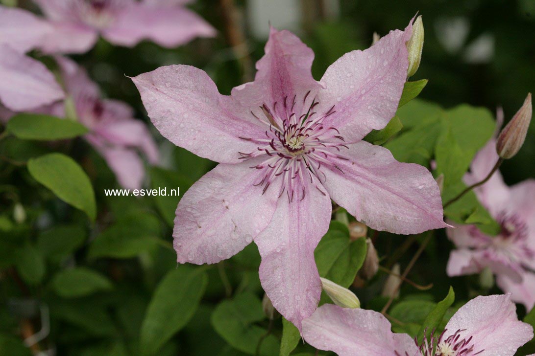 Clematis ‚Hagley Hybrid‘