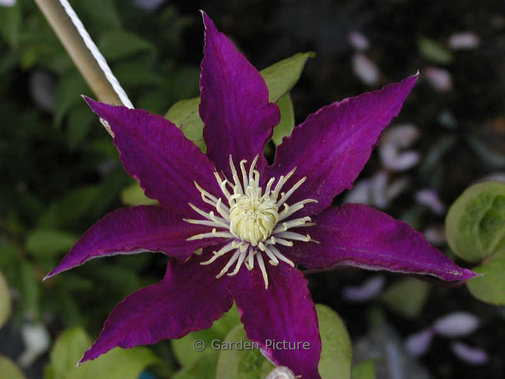 Clematis ‚Hakuokan‘